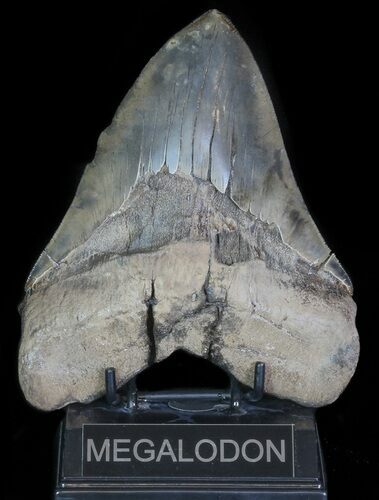 Serrated, Fossil Megalodon Tooth - + Foot Shark! #66185